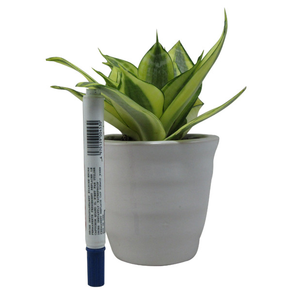 گیاه طبیعی سانسوریا کد AB - M01