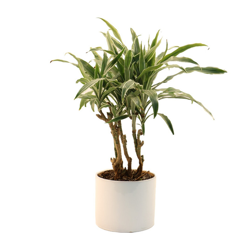 گیاه طبیعی دراسنا دراماسیس مدل DR1