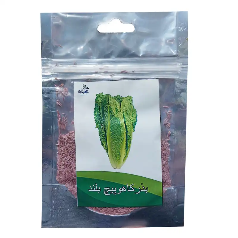 بذر کاهو پیچ بلند کد B31