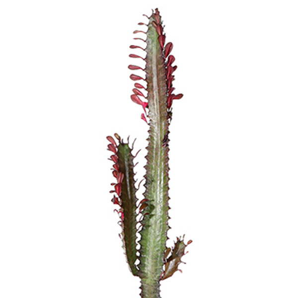 گیاه طبیعی کاکتوس افوربیا تریگونا مدل T100