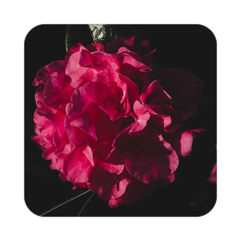 زیر لیوانی کاکتی طرح گل مدل mp17434