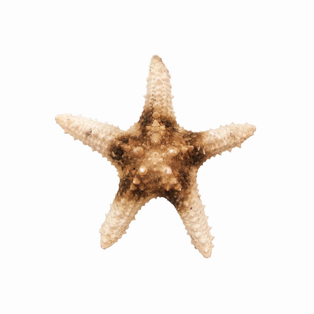 ستاره دریایی تزیینی مدل میداف
