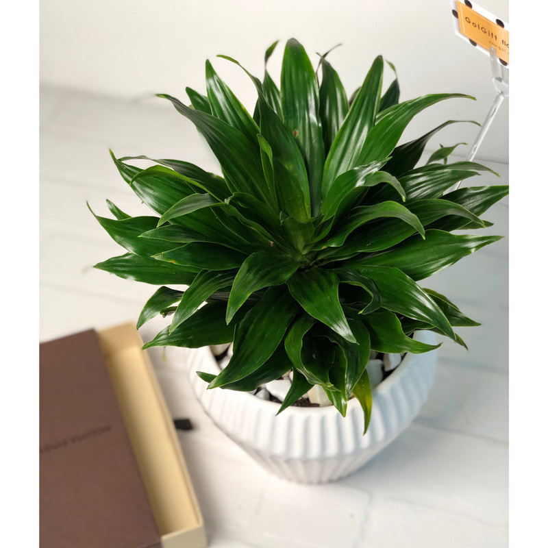 گیاه طبیعی کامپکت دراسنا گل گیفت کد GP008