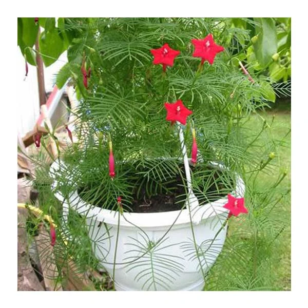 عکس شماره 6 : بذر گل نیلوفر رونده سرو تاک آرکا بذر ایرانیان کد 209-ark