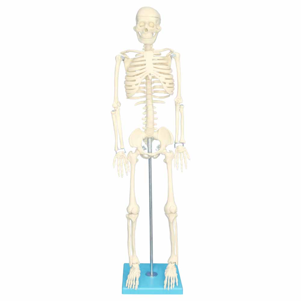 نکته خرید - قیمت روز بازی آموزشی مولاژ اسکلت بدن انسان مدل Skeleton85 خرید
