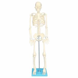 نقد و بررسی بازی آموزشی مولاژ اسکلت بدن انسان مدل Skeleton85 توسط خریداران