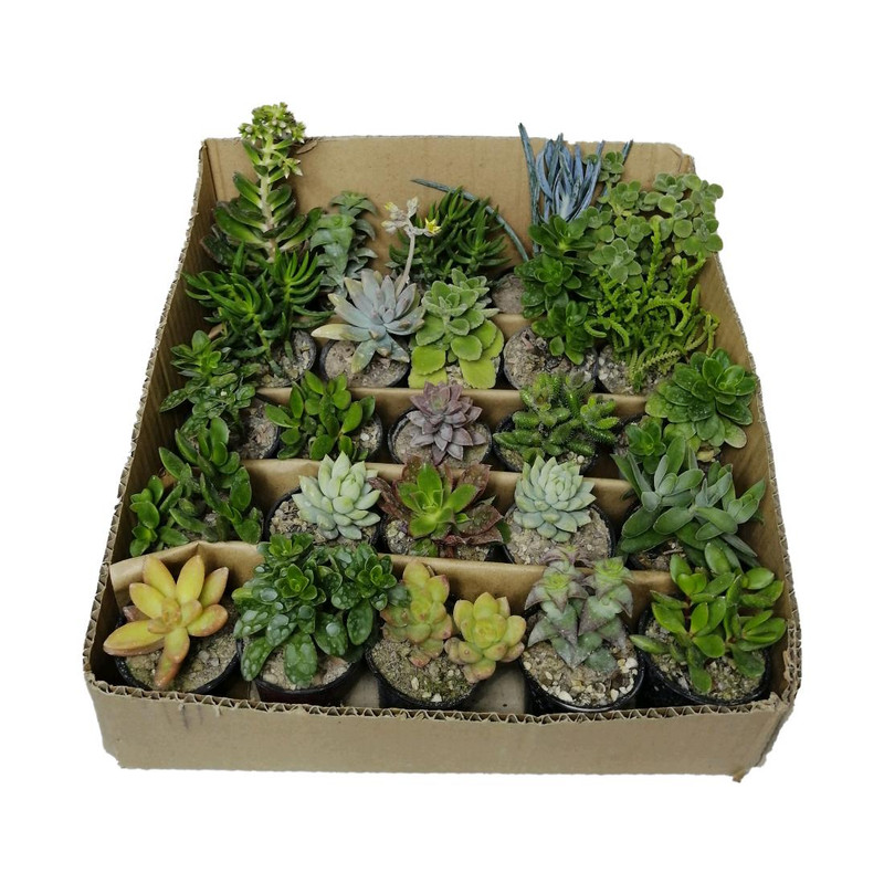 گیاه طبیعی کاکتوس کد cf1 مجموعه 25 عددی