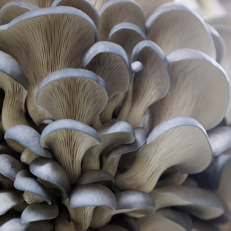 بذر قارچ صدفی خاکستری لیناز گستر کد 11 وزن 200 گرم