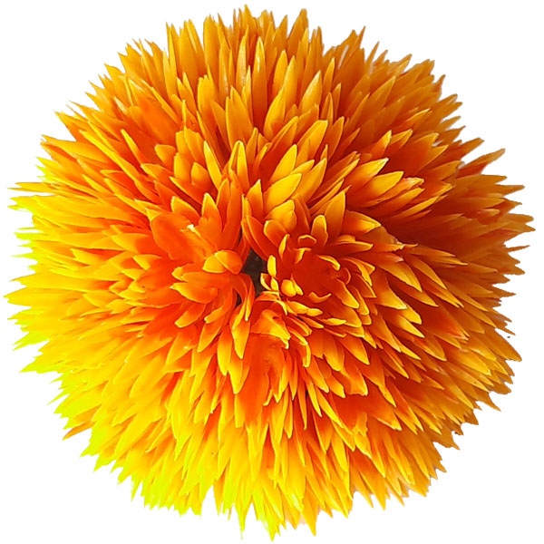 گیاه تزئینی آکواریوم کد Ma1704