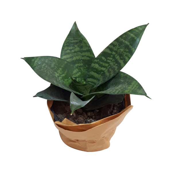 گیاه طبیعی سانسوریا ناردونه کد SA - S02