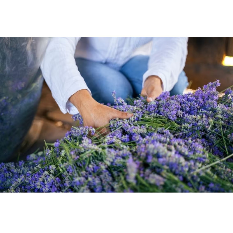 اسماج مدل گل لاواندر اسماج مدل گل لاواندر