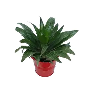 گیاه طبیعی دراسنا کامپکت کد zf07