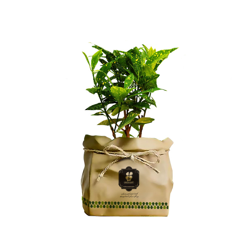 گیاه طبیعی آکوبا طلایی شرکت گلباران سبز گیلان مدل GN13-41K گیاه طبیعی آکوبا طلایی شرکت گلباران سبز گیلان مدل GN13-41K