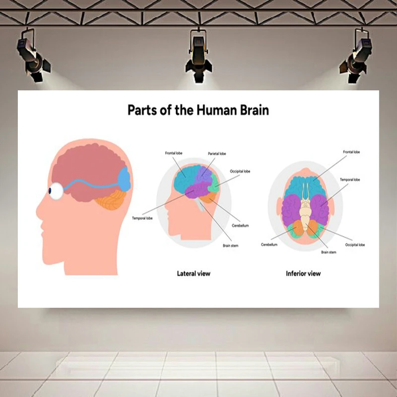  تابلو بوم طرح مخمل زیست مدل آناتومی مغز کد AR303808