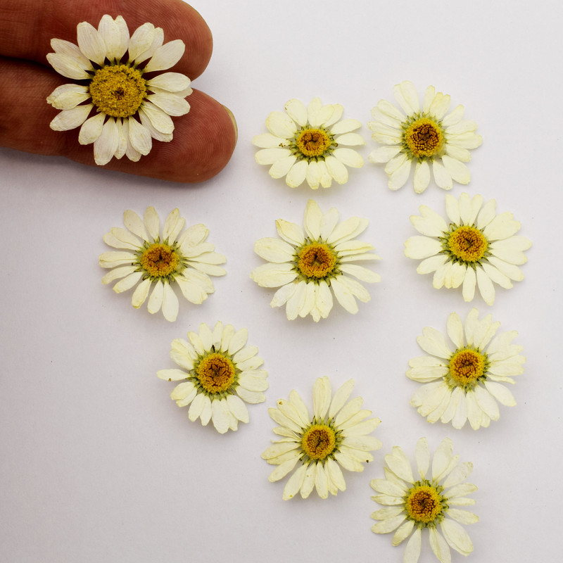 گل خشک نورالند مدل بابونه کد B2 مجموعه 10 عددی