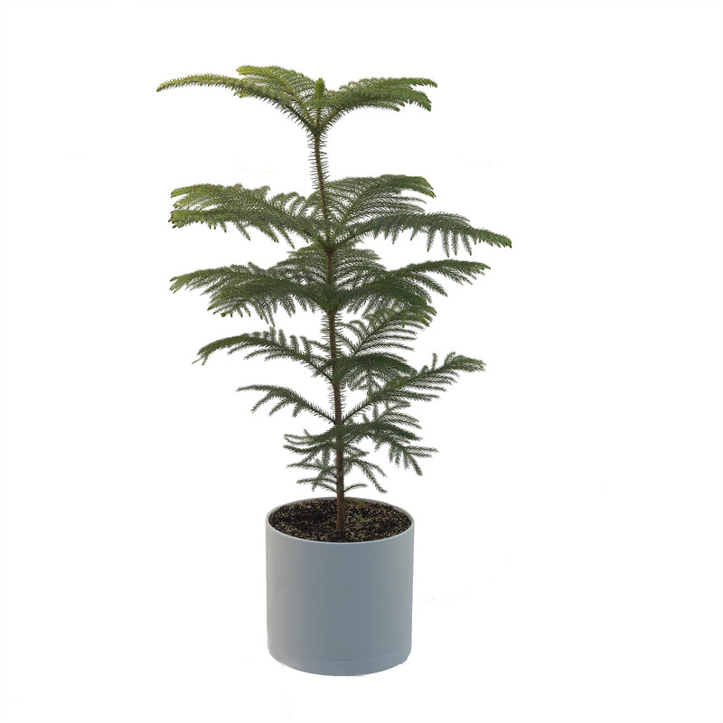 گیاه طبیعی کاج مطبق مدل KG2 گیاه طبیعی کاج مطبق مدل KG2