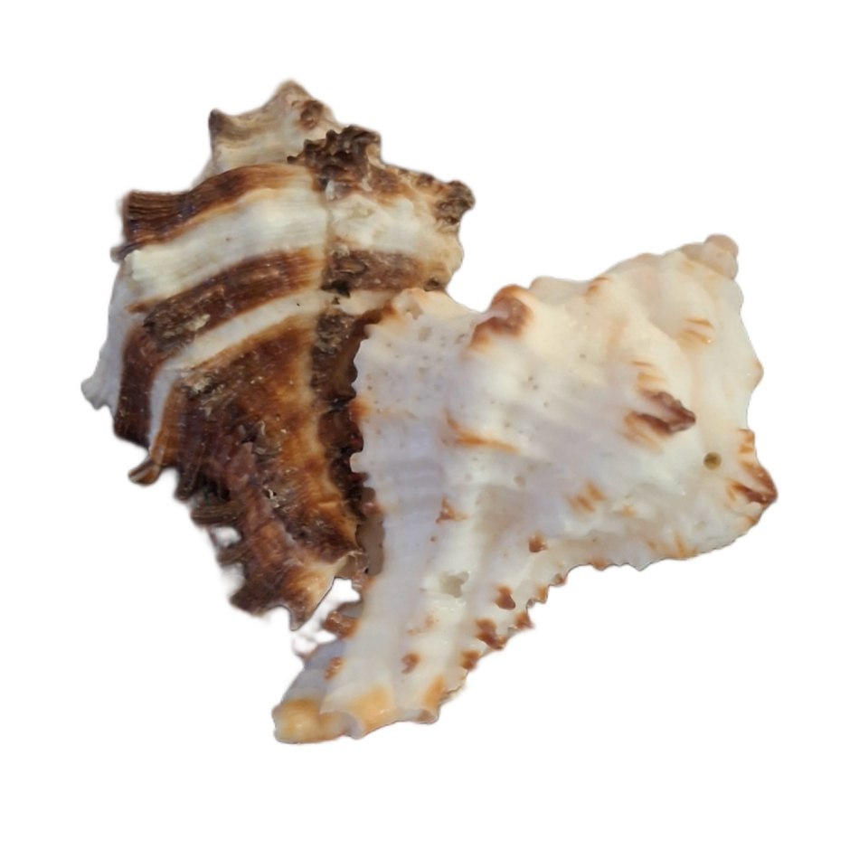 صدف تزیینی آکواریوم مدل مورکس 303 بسته 2 عددی