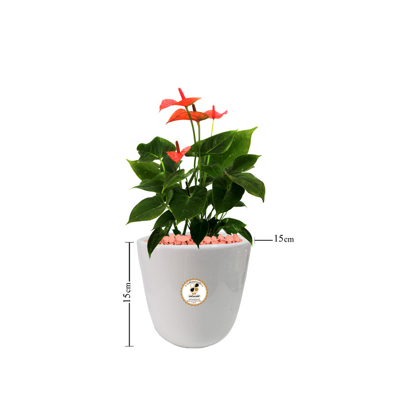 گیاه طبیعی آنتوریوم شرکت گلباران سبز گیلان مدل GN12-20S