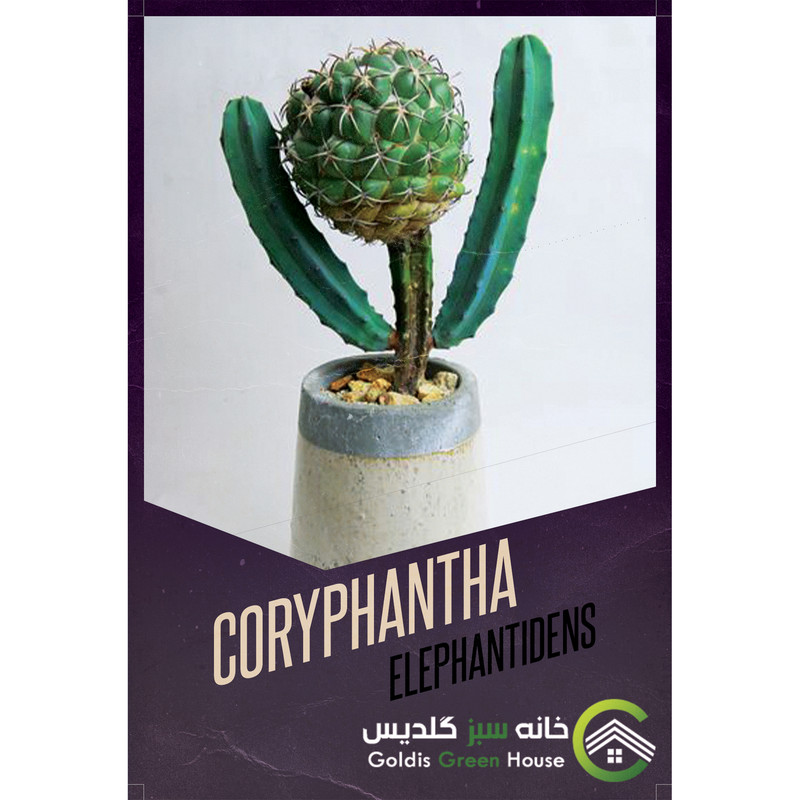 بذر کاکتوس کوریفانتا الفانتیدنس خانه سبز گلدیس کد 22 بذر کاکتوس کوریفانتا الفانتیدنس خانه سبز گلدیس کد 22