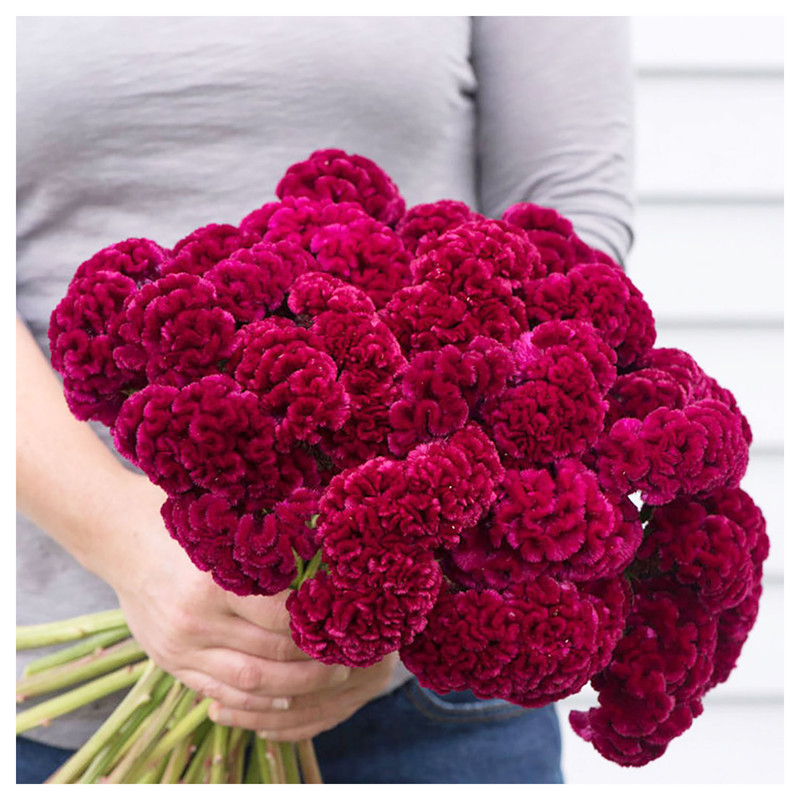 بذر گل تاج خروس قرمز گرین فارم کد TGH 22