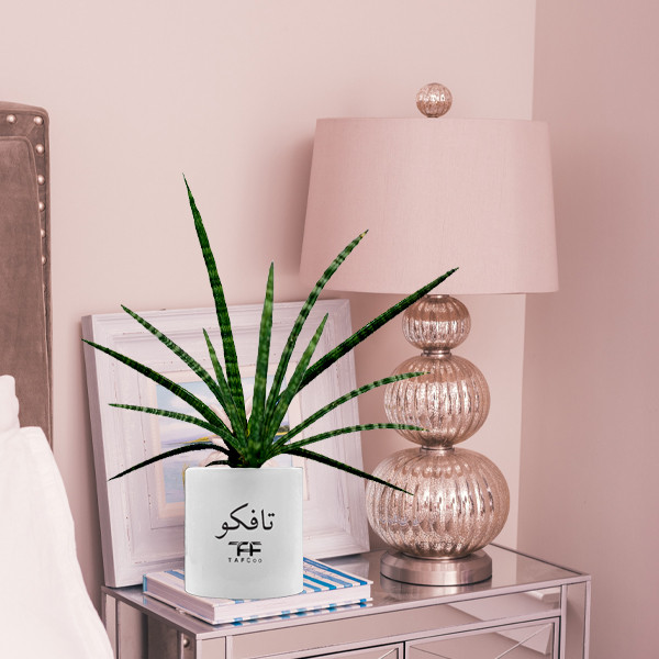 گل طبیعی سانسوريا تافکو مدل مدادی کد s1