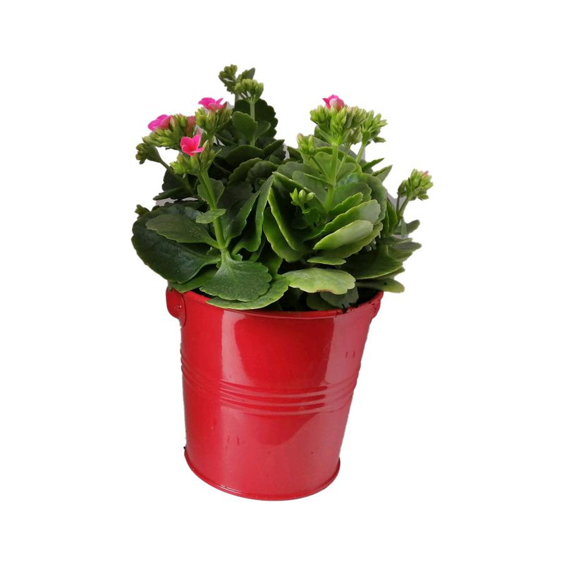 گیاه طبیعی کلانکوا کد af07