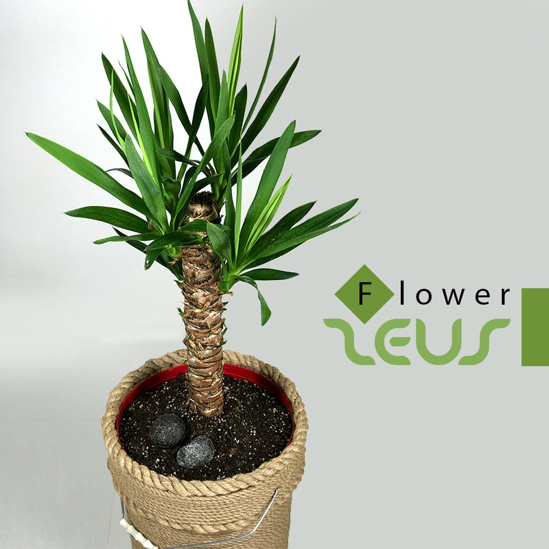 گلدان مدل کنف