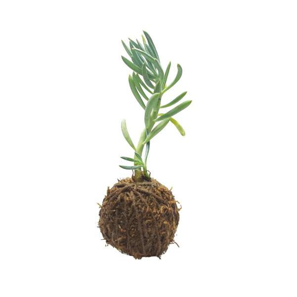 گیاه طبیعی سنیشیو کد KDSC گیاه طبیعی سنیشیو کد KDSC