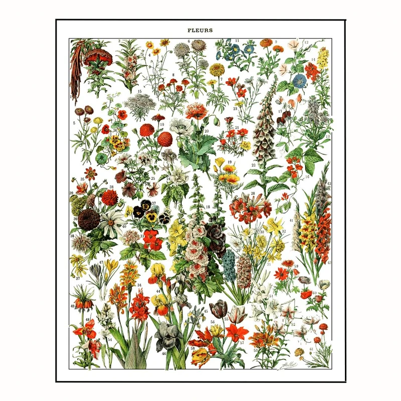 پوستر مدل  آدولف میلو- گلهای مختلف  