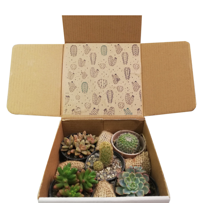 گیاه طبیعی کاکتوس کد P.A.024 مجموعه 5 عددی