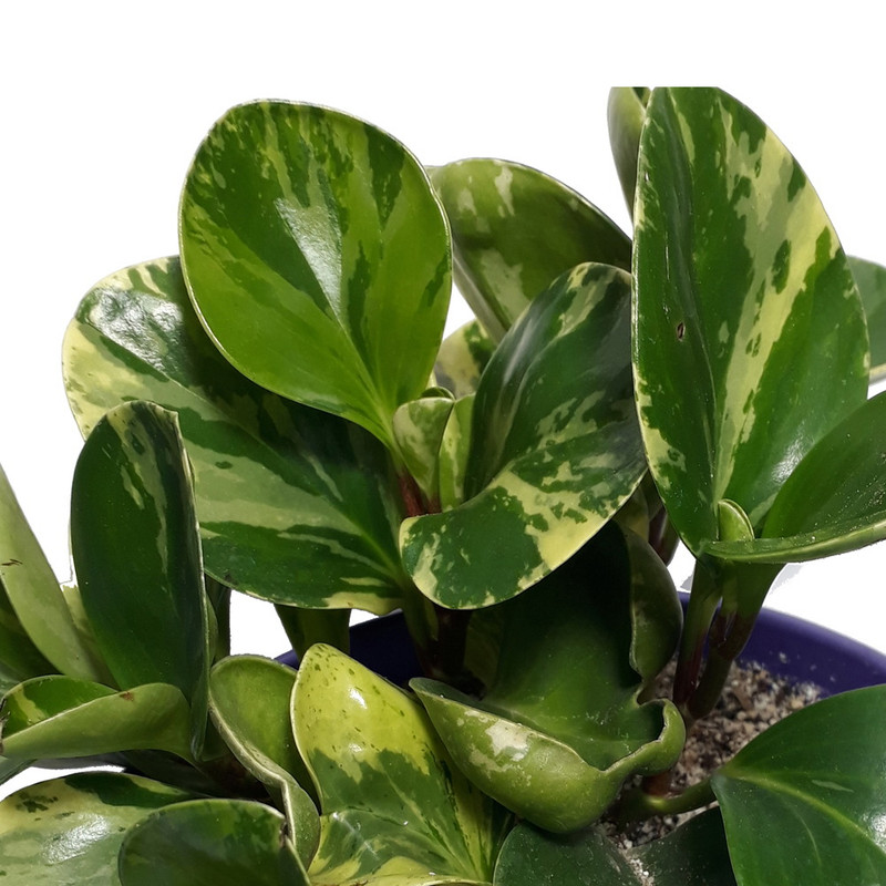 گیاه طبیعی قاشقی ابلغ کد 52- AS گیاه طبیعی قاشقی ابلغ کد 52- AS