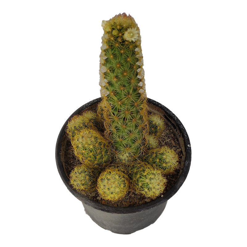 گیاه طبیعی کاکتوس کد yt10 گیاه طبیعی کاکتوس کد yt10