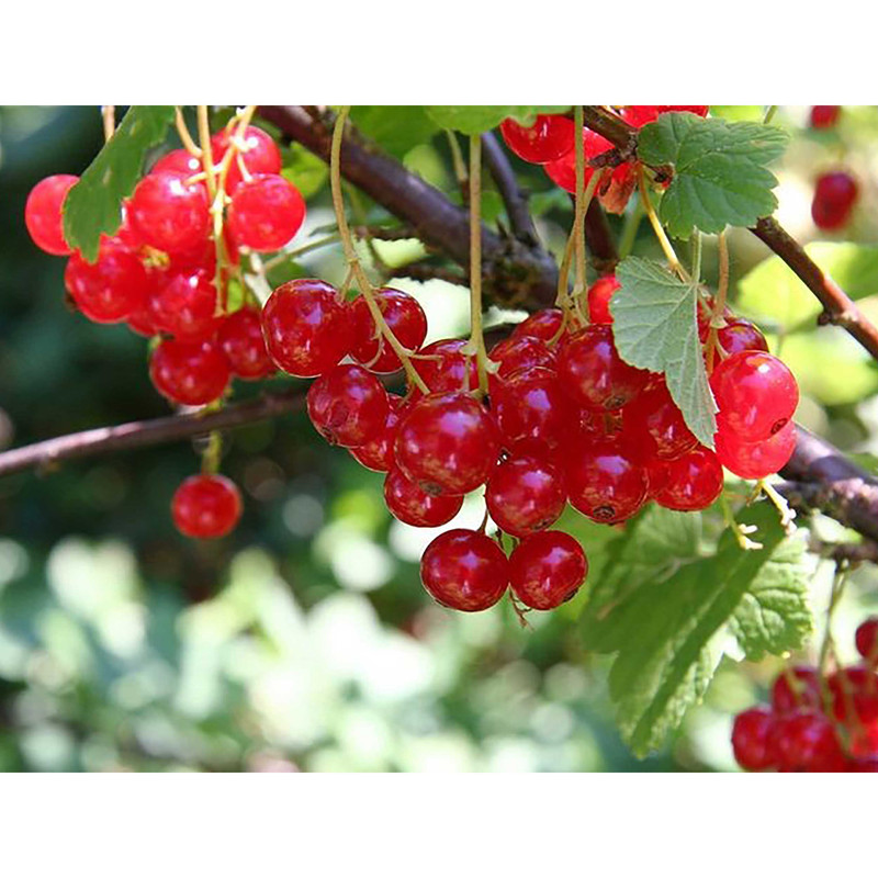 بذر انگور رد کارنت فصل سبز کد FSSEED-31