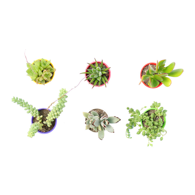 گیاه طبیعی ساکولنت آیدین کاکتوس کد CB-007 بسته 6 عددی گیاه طبیعی ساکولنت آیدین کاکتوس کد CB-007 بسته 6 عددی