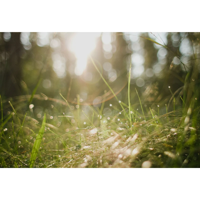 تابلو شاسی طرح منظره آفتاب و چمن مدل T1824