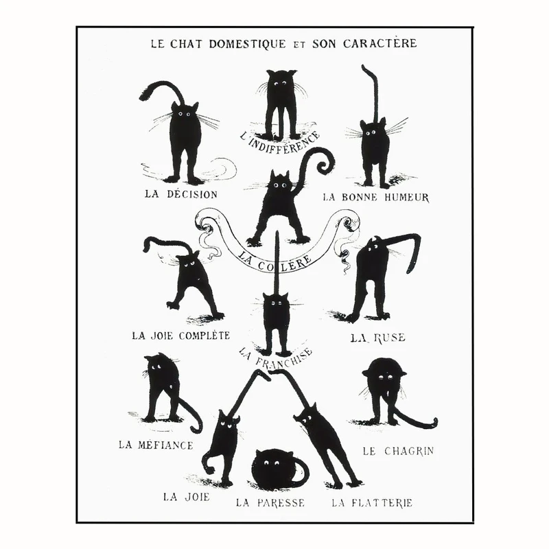 پوستر مدل گربه سیاه  