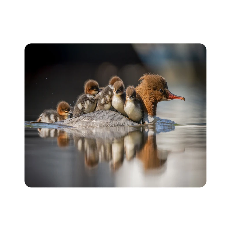 ماوس پد اطلس آبی  طرح اردک مدل T7778