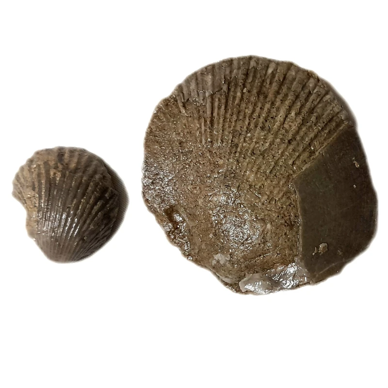 سنگ راف مدل فسیل صدف کلکسیونی آکواریوم کد ۴۸۱ بسته دو عددی