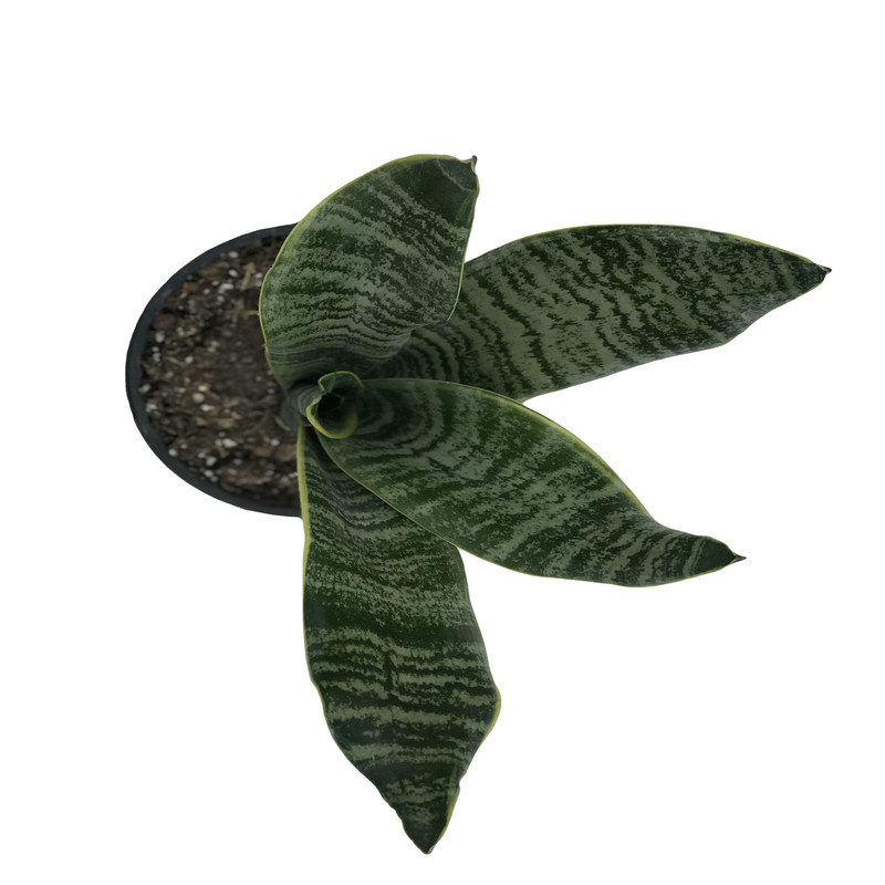 گل طبیعی سانسوریا مدل G101