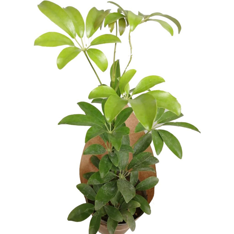 گیاه طبیعی شفلرا کد gs05