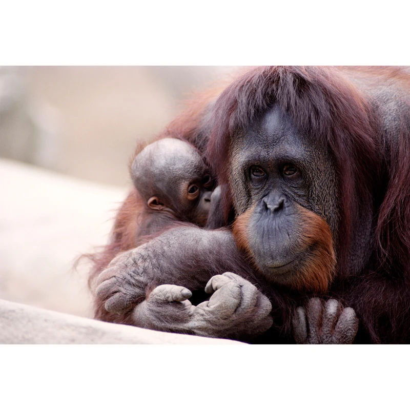 تابلو شاسی مدل حیوان شامپانزه کد T7267