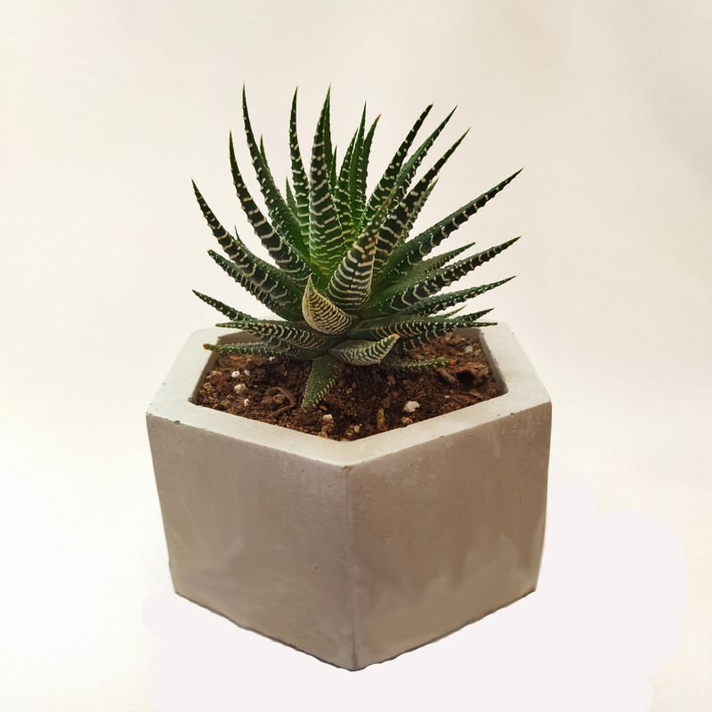 گیاه طبیعی کاکتوس هاورتیا کد pg_15