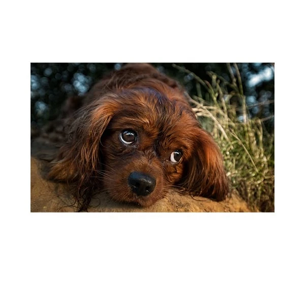    پادری طرح حیوانات کد M35M001-MA0073 سایز 76x46 سانتی متر