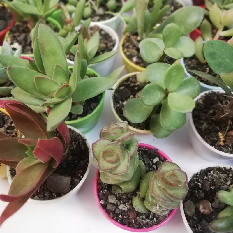 گیاه طبیعی کاکتوس انگشتی کد CS4-48 مجموعه 48 عددی