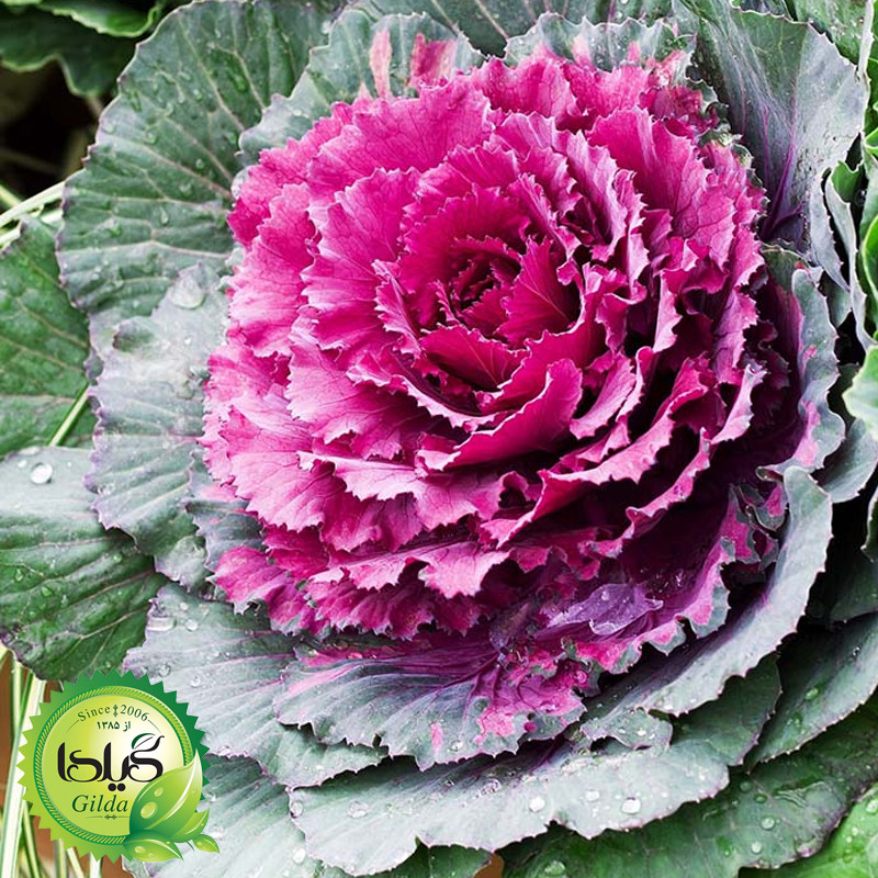 بذر کلم تزئینی الوان گیلدا کد 810