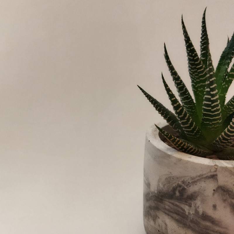 گیاه طبیعی کاکتوس هاورتیا کد pg_22