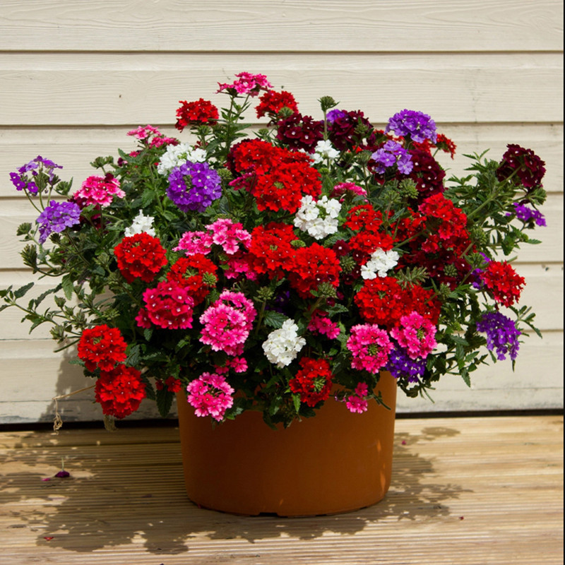 بذر گل شاهپسند الوان سانیا سید مدل ss36 بذر گل شاهپسند الوان سانیا سید مدل ss36