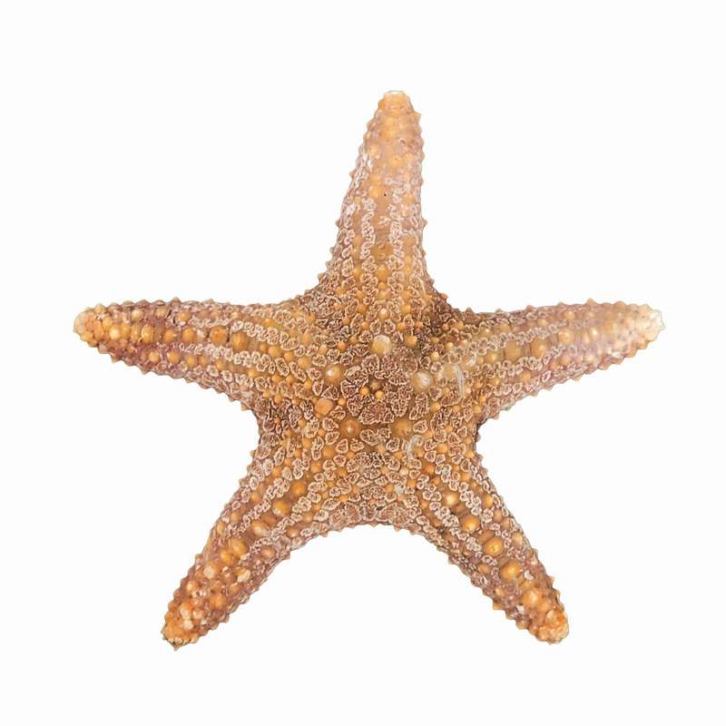 ستاره دریایی تزیینی مدل w8