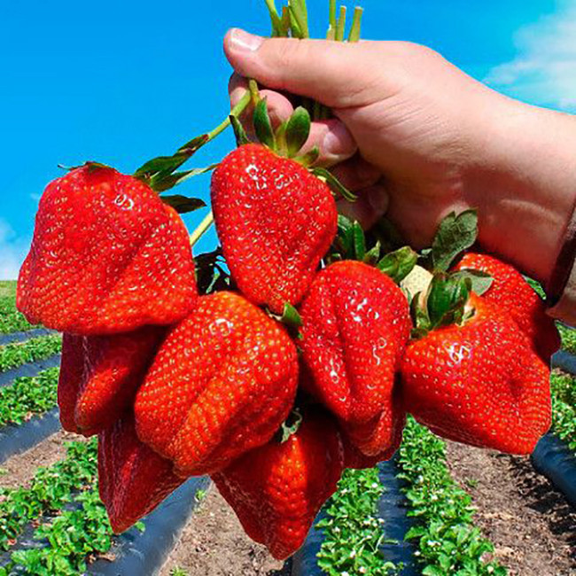 بذر توت فرنگی وانیا سید مدل H29