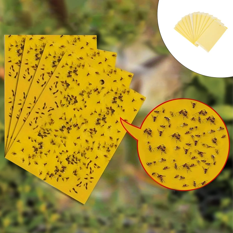 چسب حشره کش مدل AR1118 مجموعه 12 عددی 
